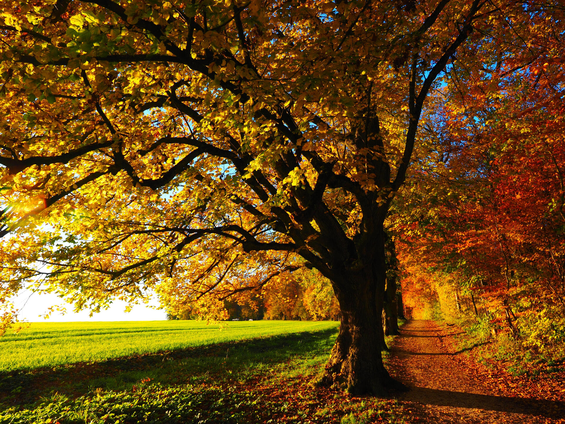 Arborist Tree Care Edmonton