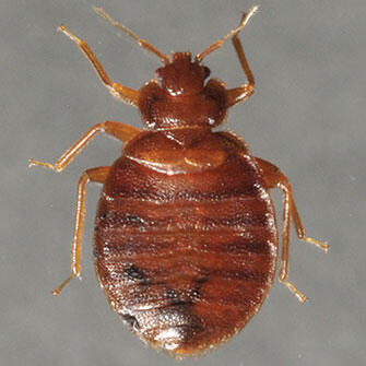 bed bug exterminator in Edmonton